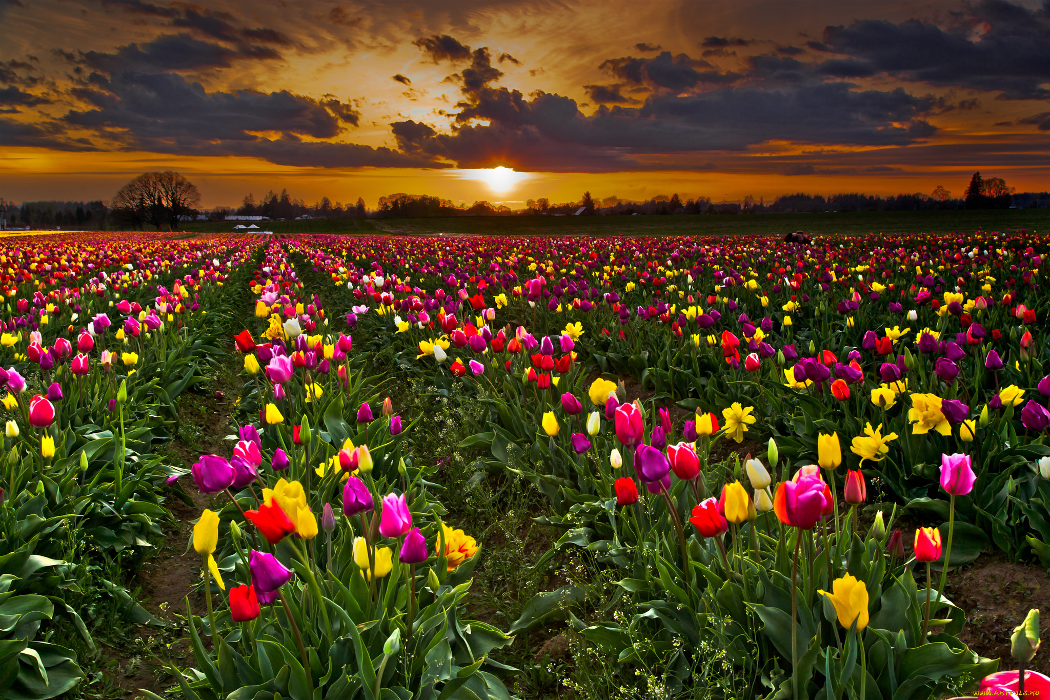 Поле тюльпанов. Тюльпан Мюриэл. Тюльпановое поле. Красивые цветочные поля. Поле разноцветных тюльпанов.